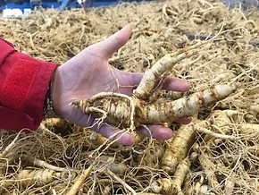 A Small Root With A Big Impact