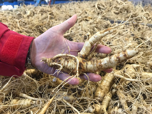A Small Root with a Big Impact