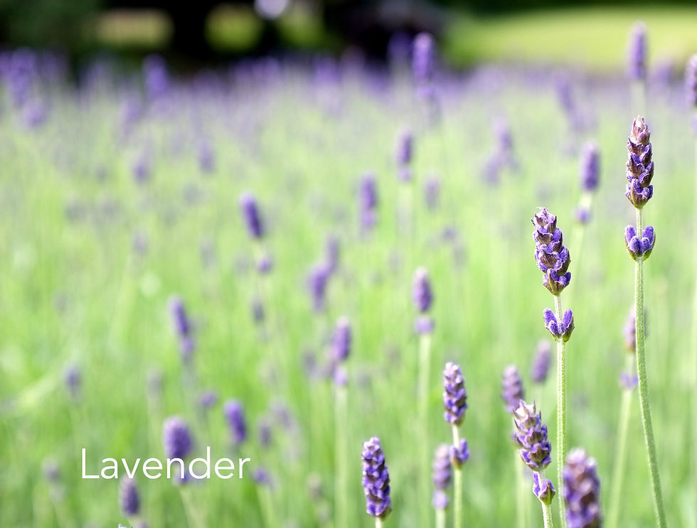 Thumbnail: Lavender