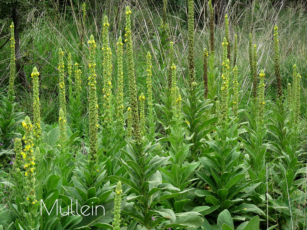 Thumbnail: Mullein Leaf