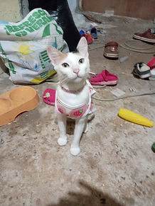 Gato