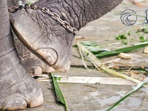 O poder dos bloqueios e crenças familiares – uma analogia com o elefante domesticado