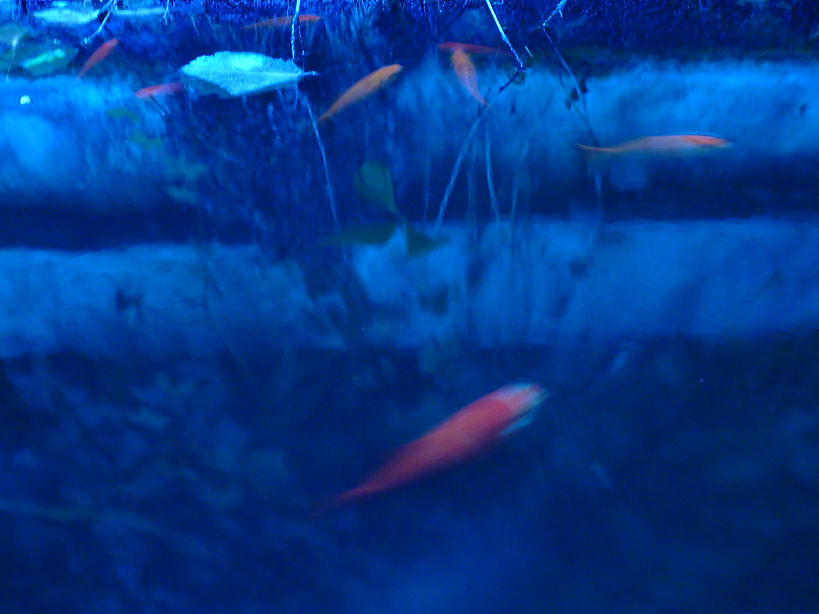 P1150222.JPG