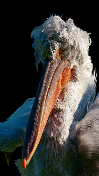 LATESTCOMPVIDPELICANfffff.png
