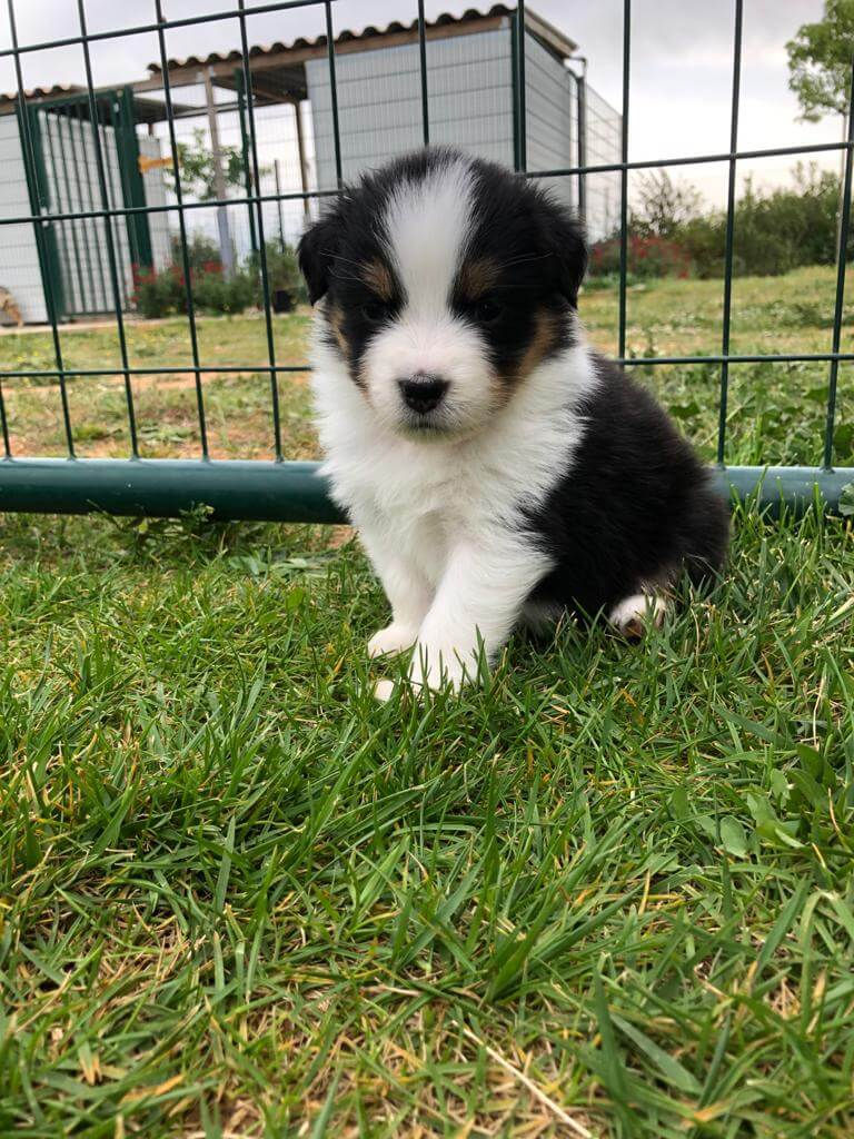 Miniature : Stella