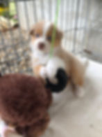 Vaïa De La Légende Asturienne