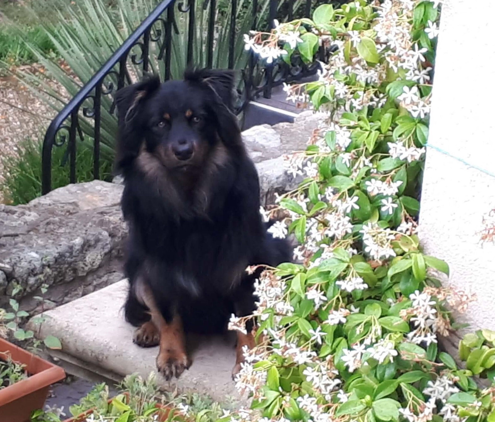 Pearcy De La Légende Asturienne