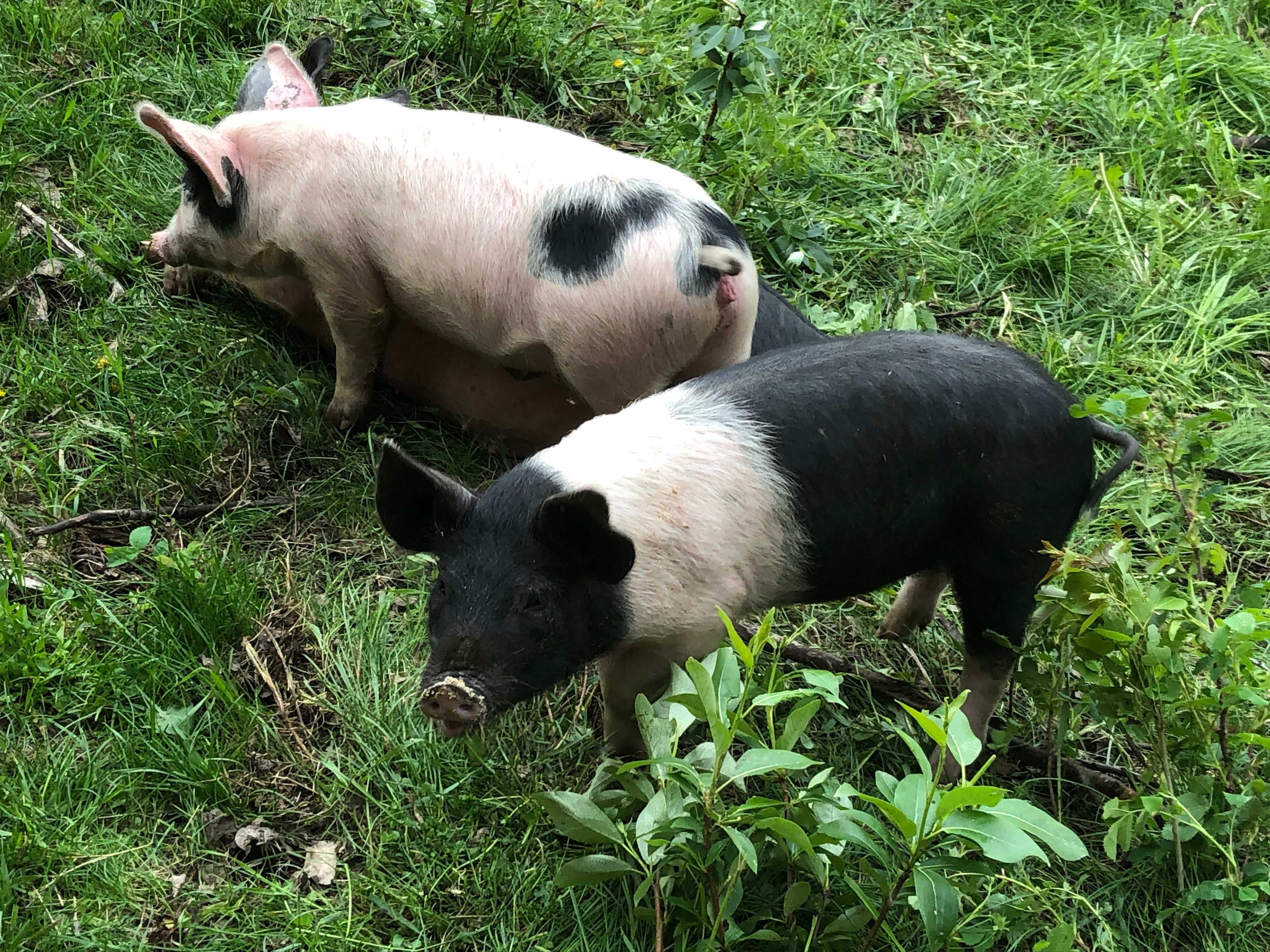 Whole Hog (Deposit)