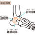 足首の図解