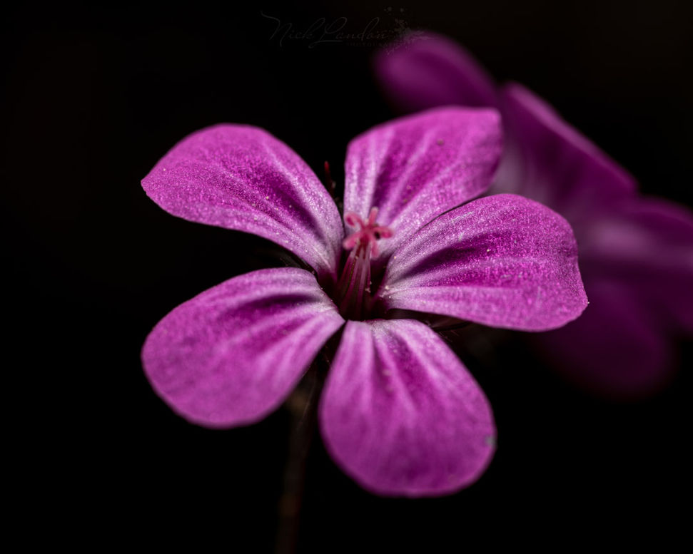 -Shades Of Magenta- (1 of 1).jpg