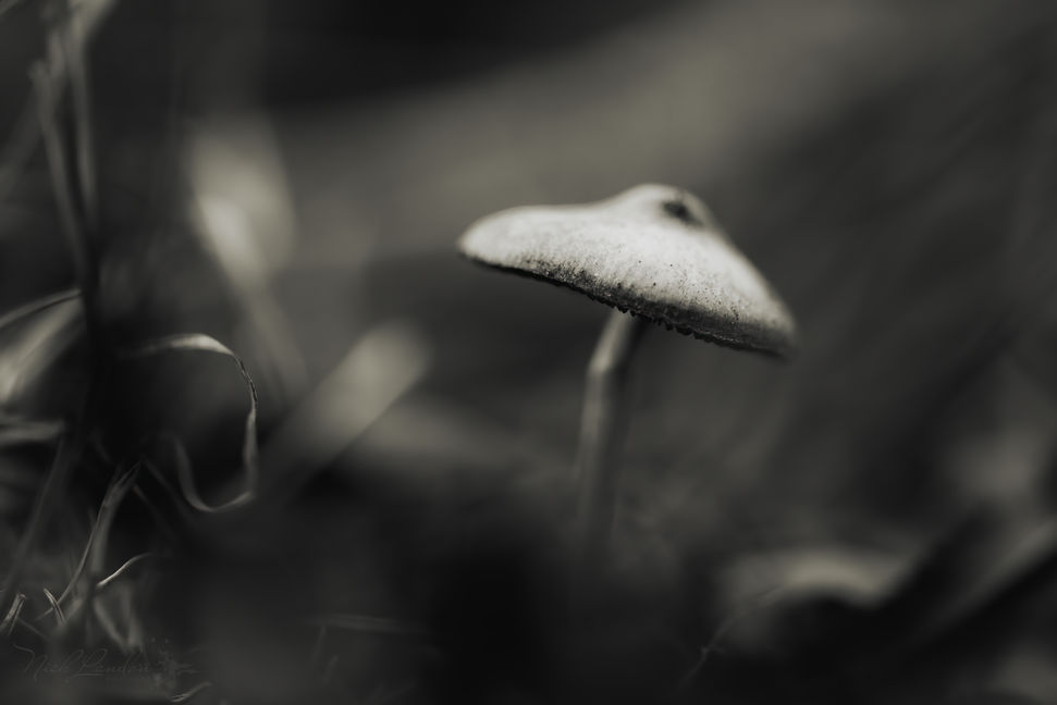 - A Rays Kiss- (1 of 1).jpg