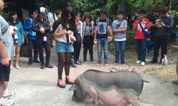 桐林動物園