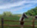 horse.jpg