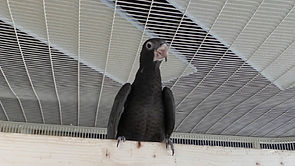 casa de vasa parrot.jpg