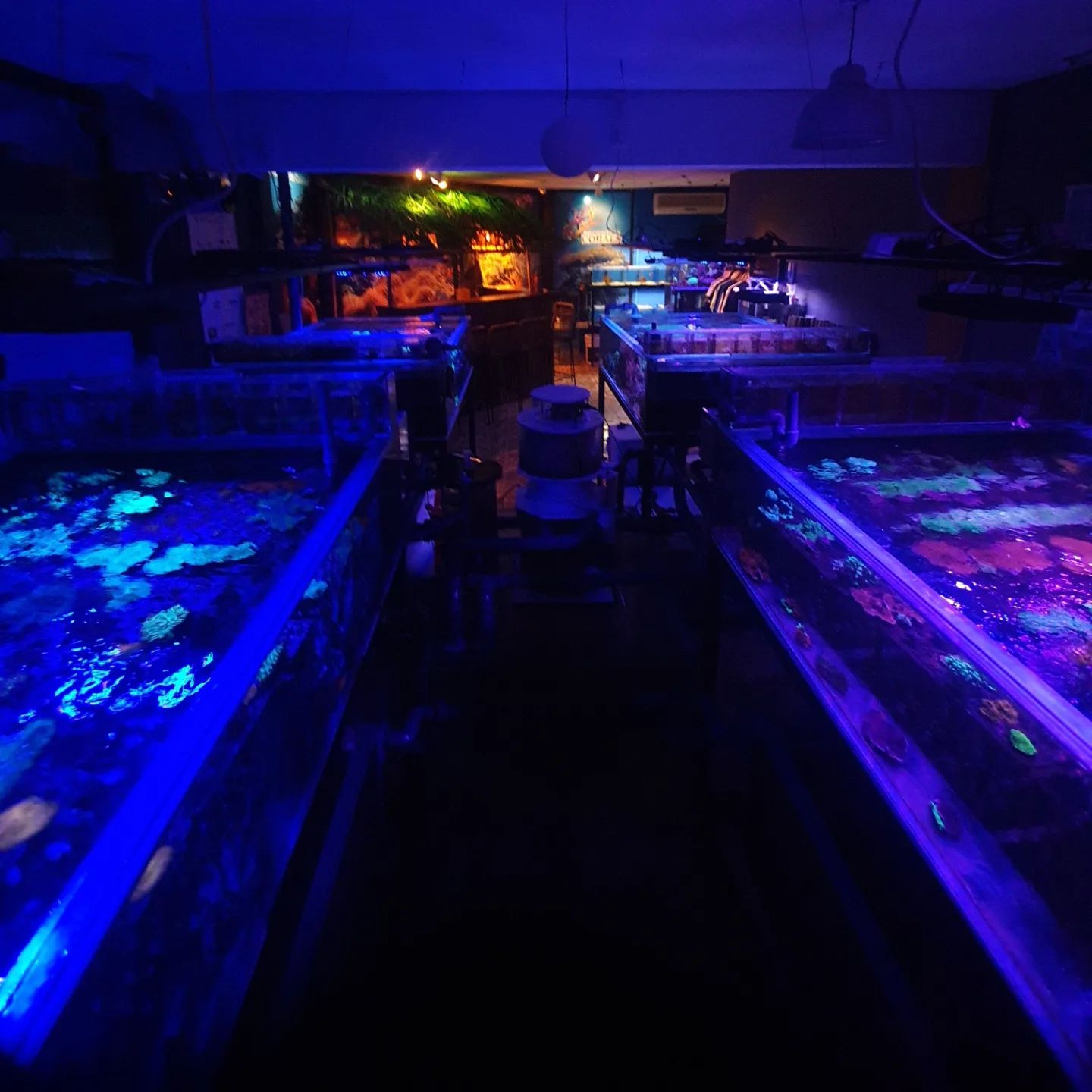 La Noche de los Corales