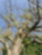 ash-advanced-dieback.jpeg