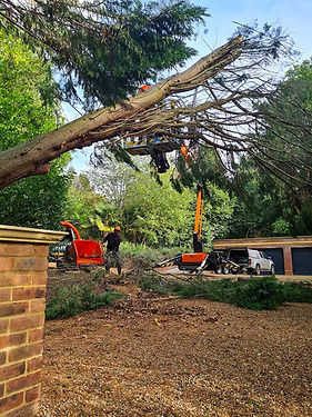 tree-removal-2.jpg