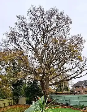 Crown raising by BC Tree Services