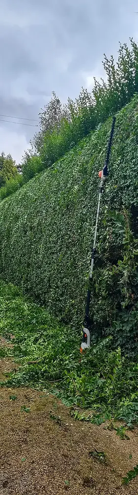privat hedge being trimmed in eastbourne