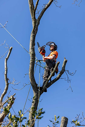 tree-pruning-heathfield.jpg
