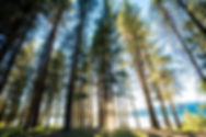 8-Ponderosa-.jpg
