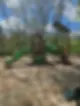 ree