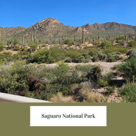 Family Adventure: Explore Saguaro National Park