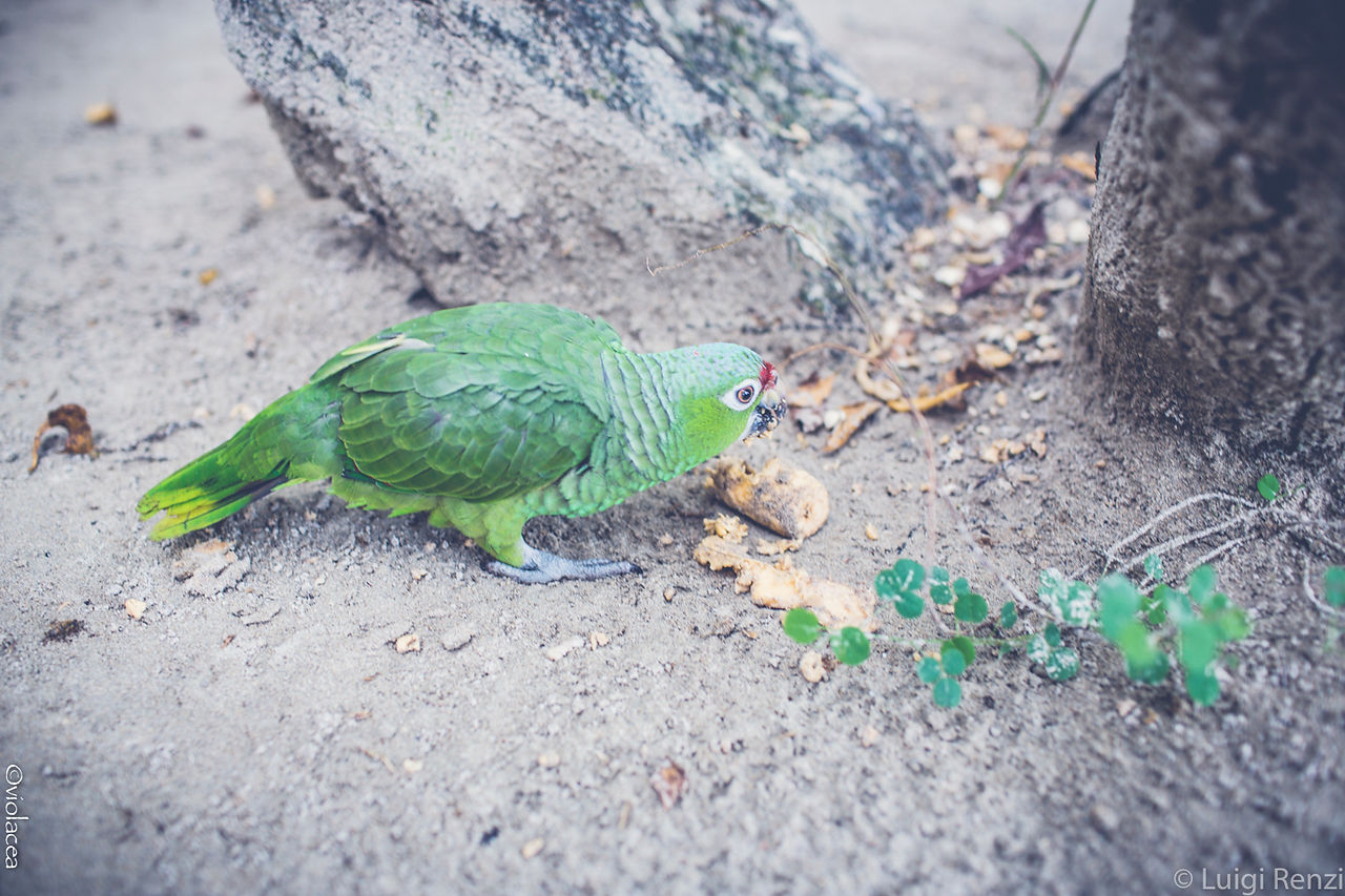 i love nature