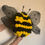Thumbnail: Small bumblebee 