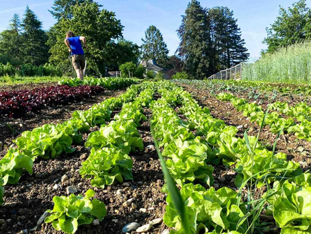 É possível cultivar sem pesticidas