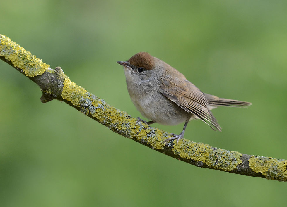 Zwartkop-Sylvia atricapilla-belfeld