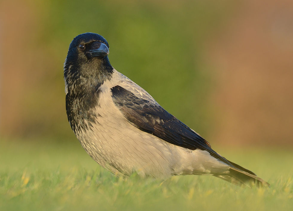 Bonte Kraai-Corvus cornix-Hoek van Holland
