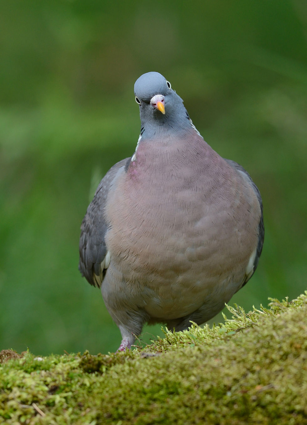Houtduif-Columba palumbus-Belfeld