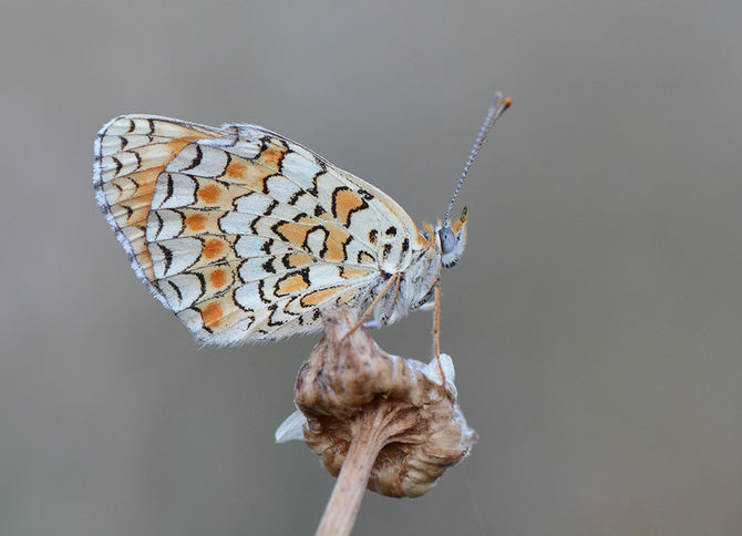 Toscaans insectenplezier 2