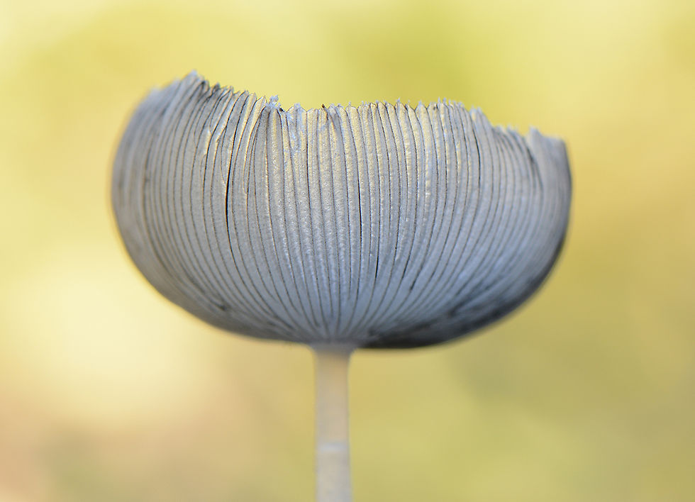 Hazenpootje-Coprinus lagopus-Montfort
