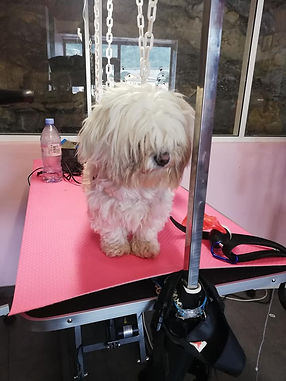 169877154_464994934839033_59125450634556