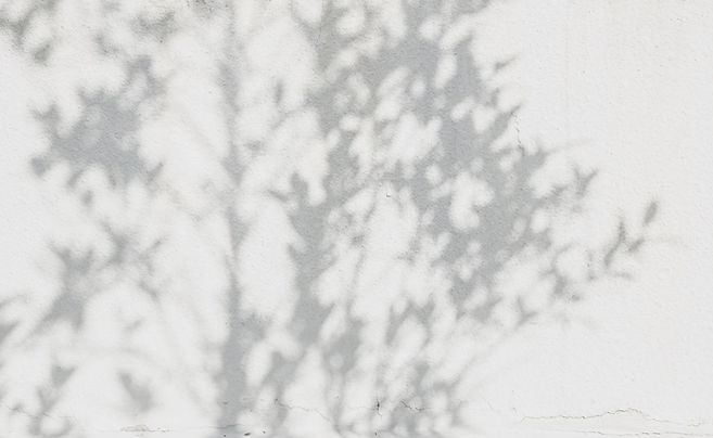 PlantShadows.jpeg