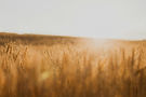 Golden grain in a Essex field, near Thaxted.