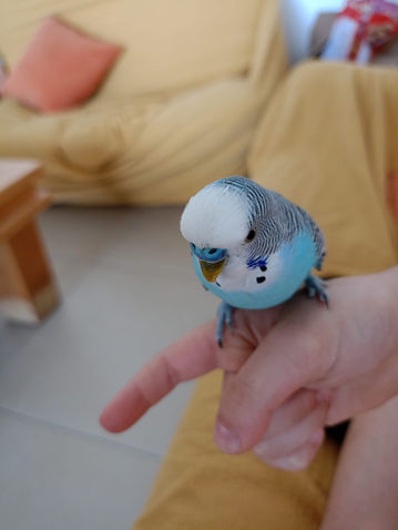 ציפור על יד של ילד