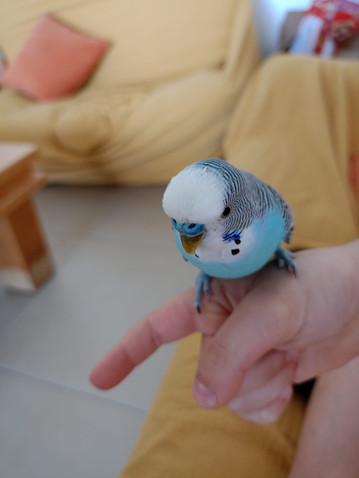 ציפור על יד של ילד