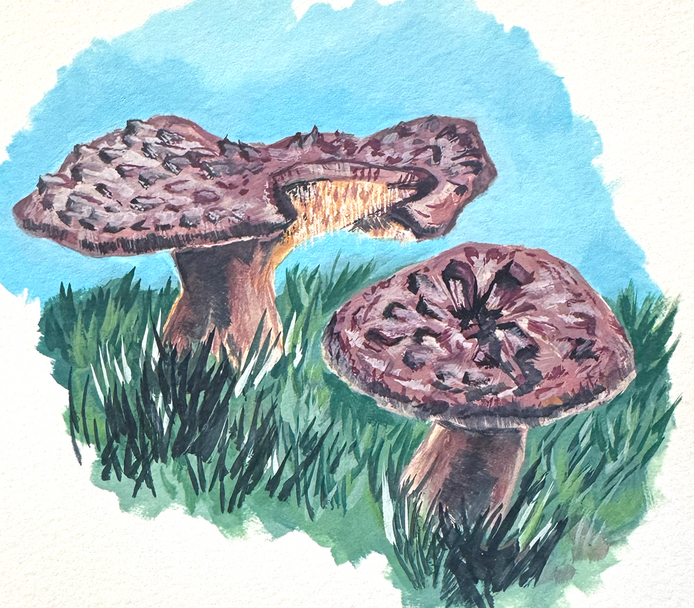 mushroom