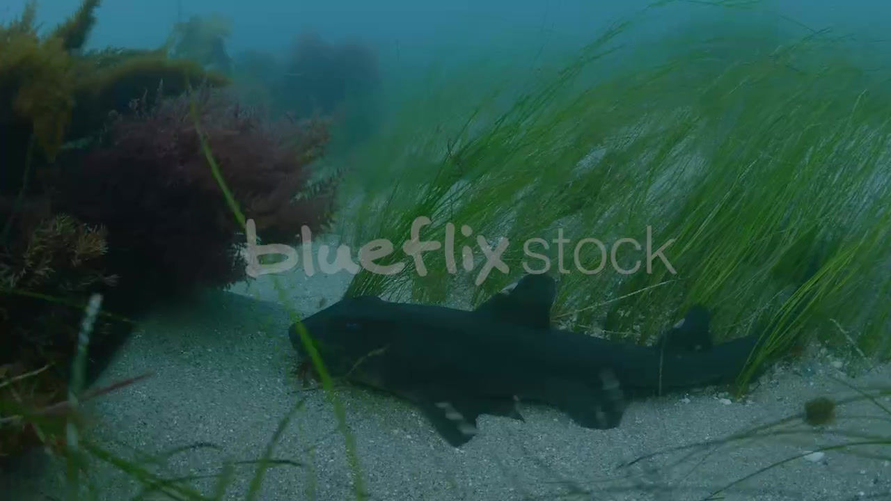 Horn Sharks in Kelp Forest_01