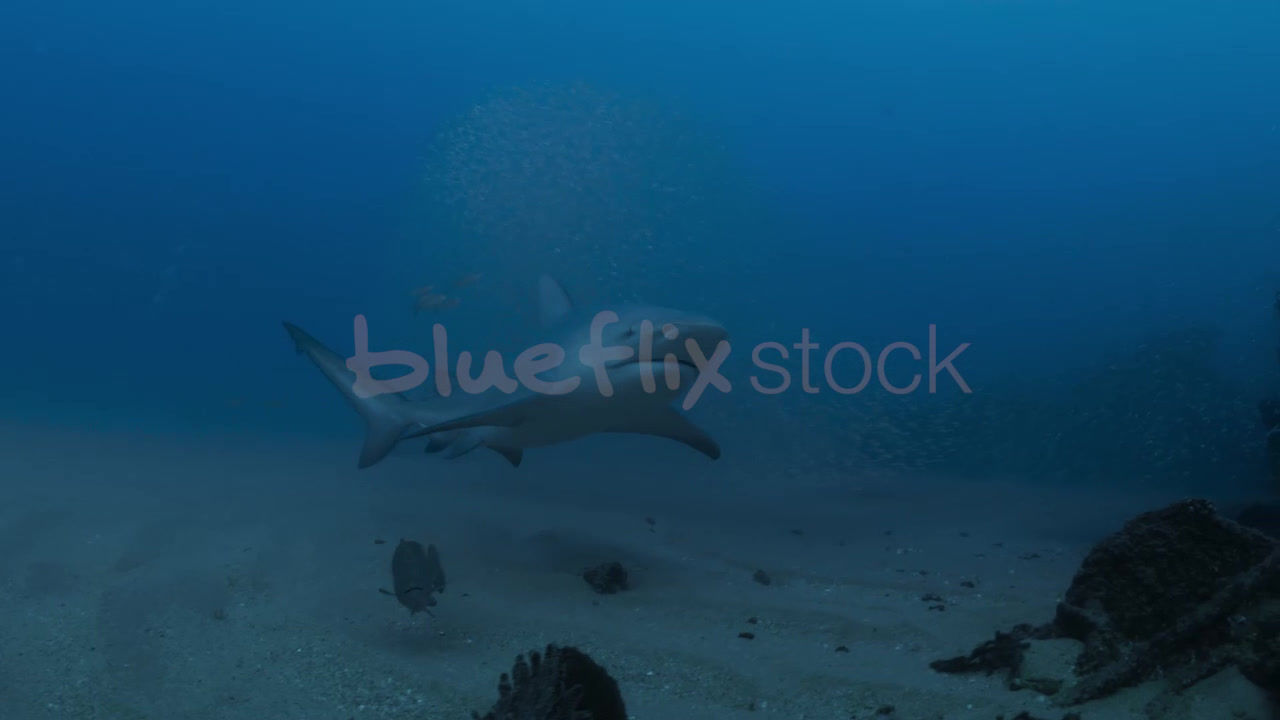 Bull Sharks circle divers on the wreck_02