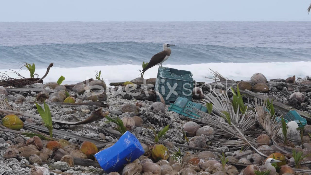 Brown Booby on top of crate in field of plastic debris Clipperton Island