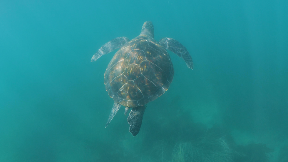Green Sea Turtle rising up through sunbeams