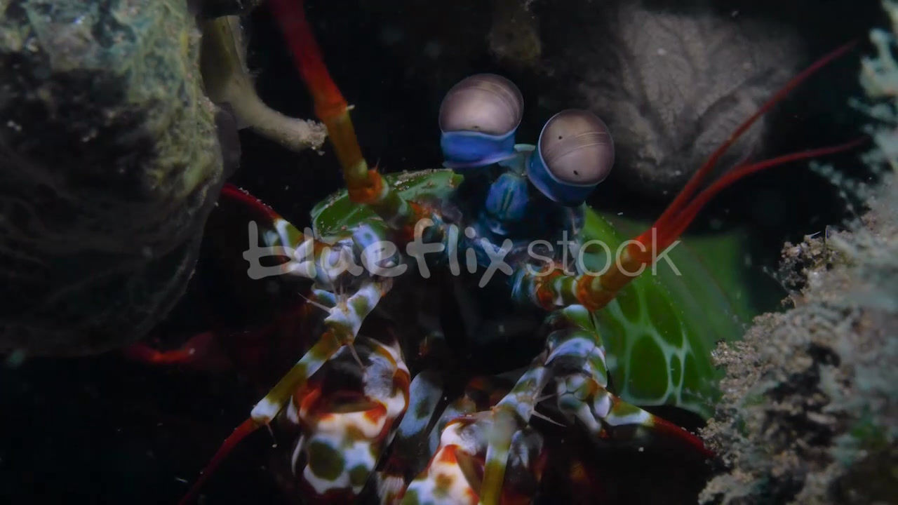 Peacock Mantis Shrimp rolling its eyes