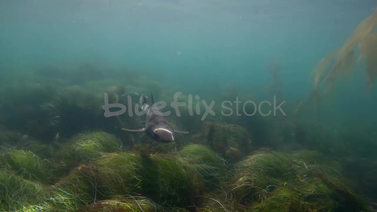 Leopard Sharks in Kelp Forest_04