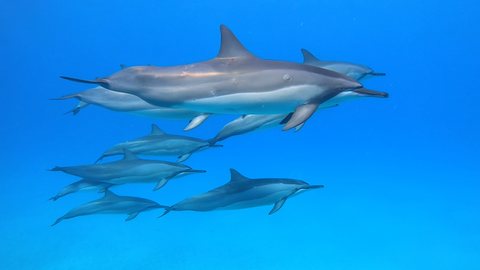 Dolphins