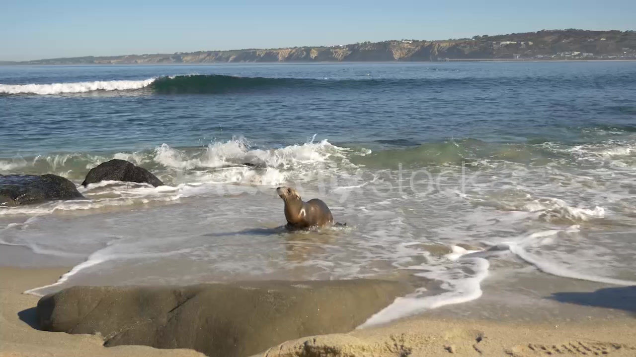 Skinny Sea Lion Pup walking out of the ocean