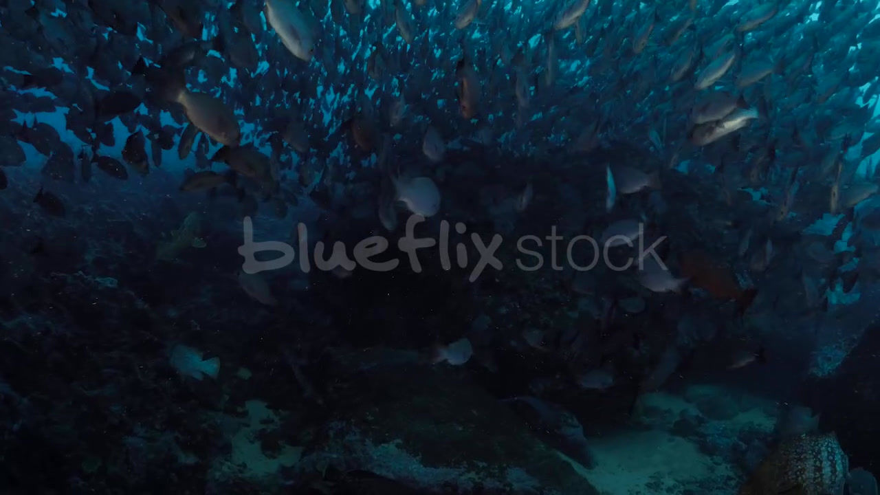 School of Whipper Snappers with Sailfin Grouper